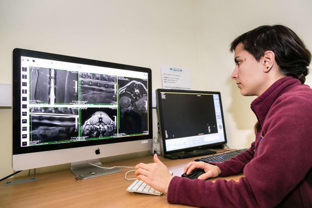 Veterinary diagnostic images being reviewed by an operator