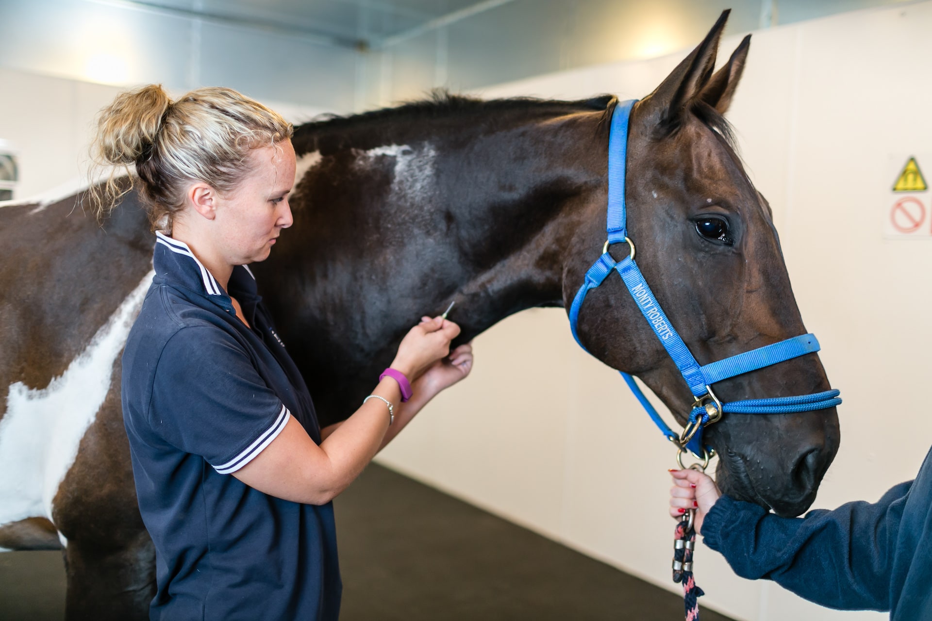 A vet preparing a horse for an MRI scanning