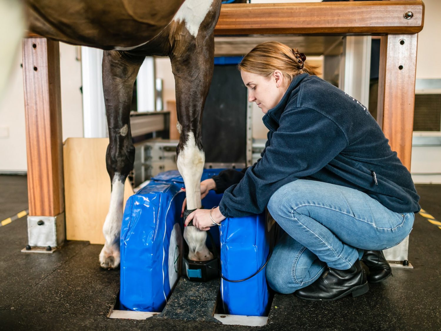 Standing Equine MRI for Horses Hallmarq Veterinary Imaging