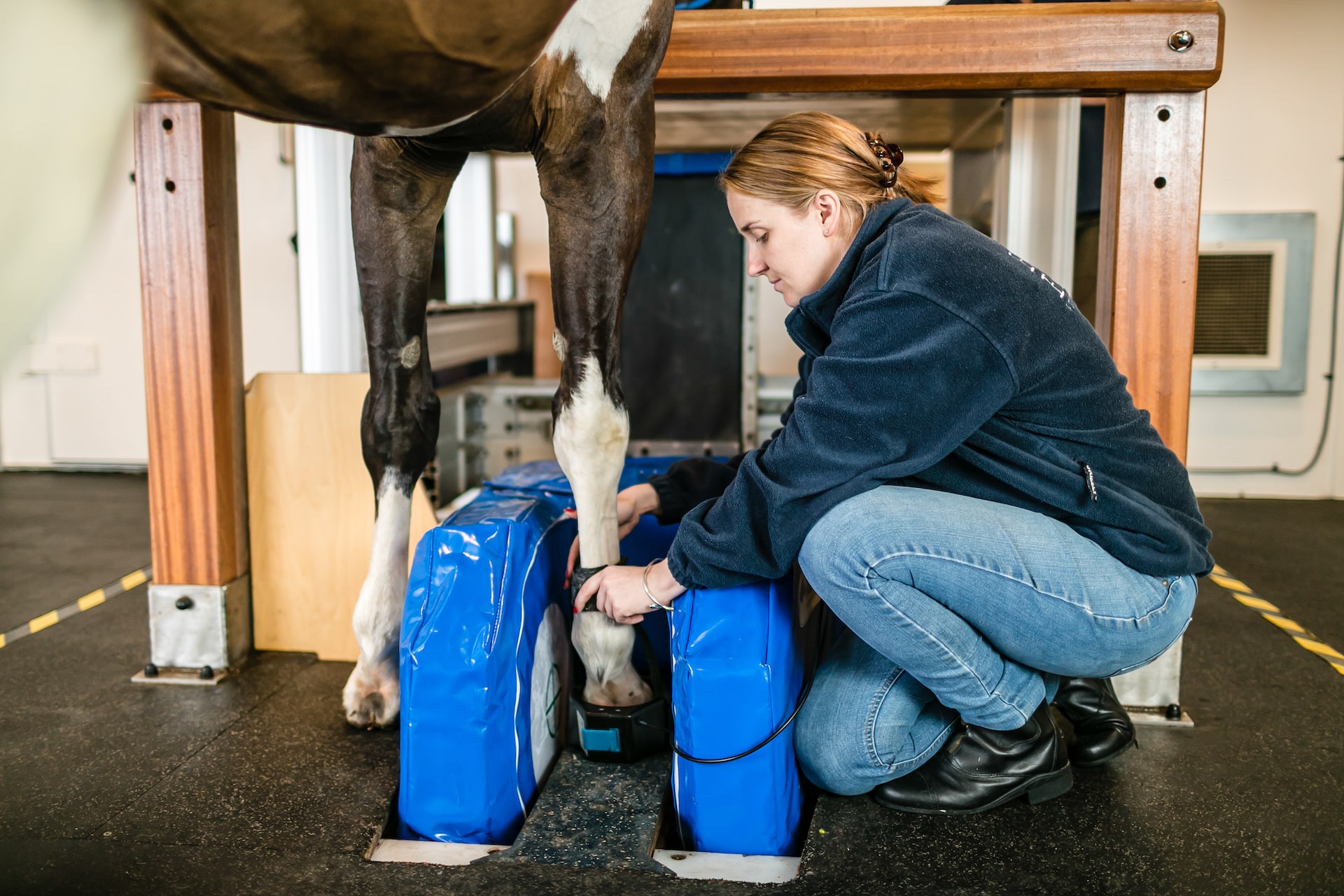 MRI operator, managing horse in Equine MRI scanner