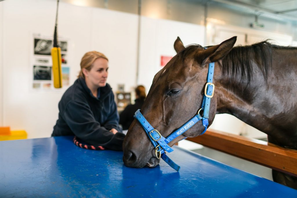 A horse being scanned by the equine MRI machine