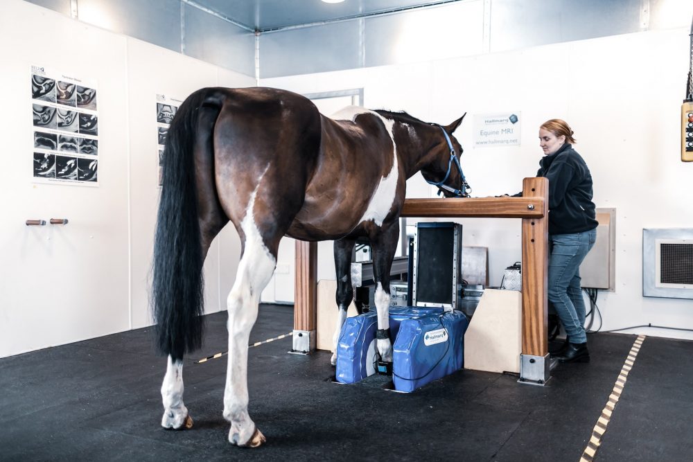 Equine MRI, standing MRI for Horses
