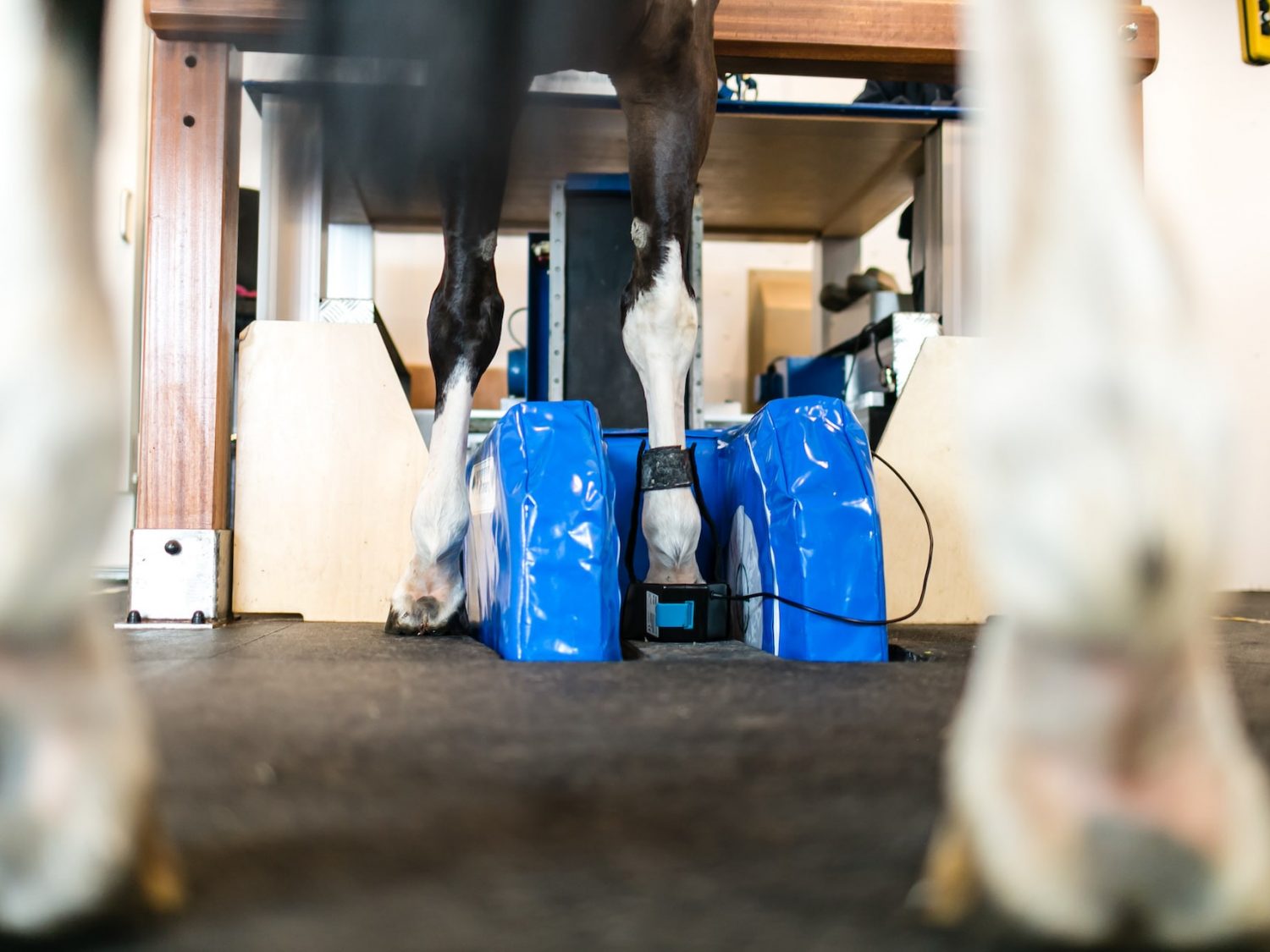 Standing Equine MRI for Horses Hallmarq Veterinary Imaging