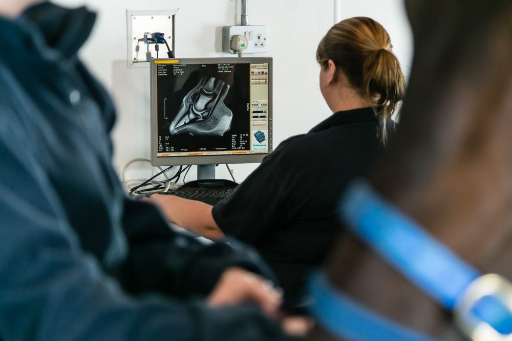 Veterinary imaging. Operator reviewing an MRI imaging from the Equine MRI scanner