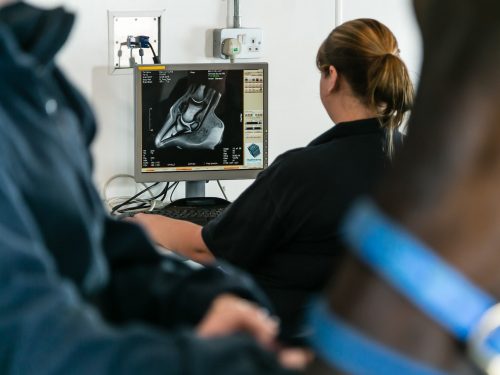 Veterinary imaging. Operator reviewing an MRI imaging from the Equine MRI scanner