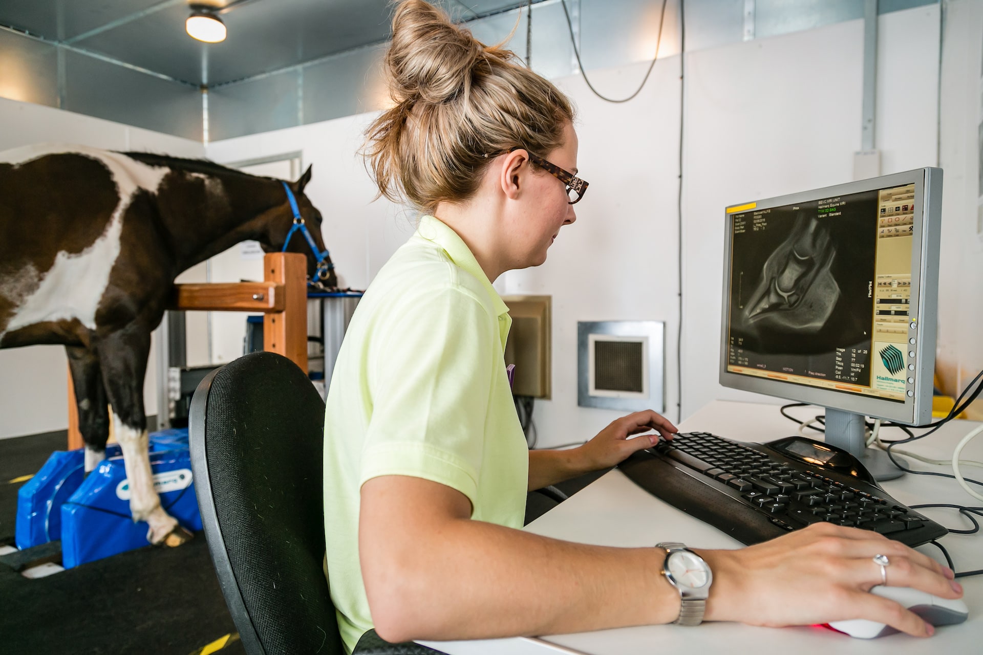 Standing Equine MRI for Horses Hallmarq Veterinary Imaging