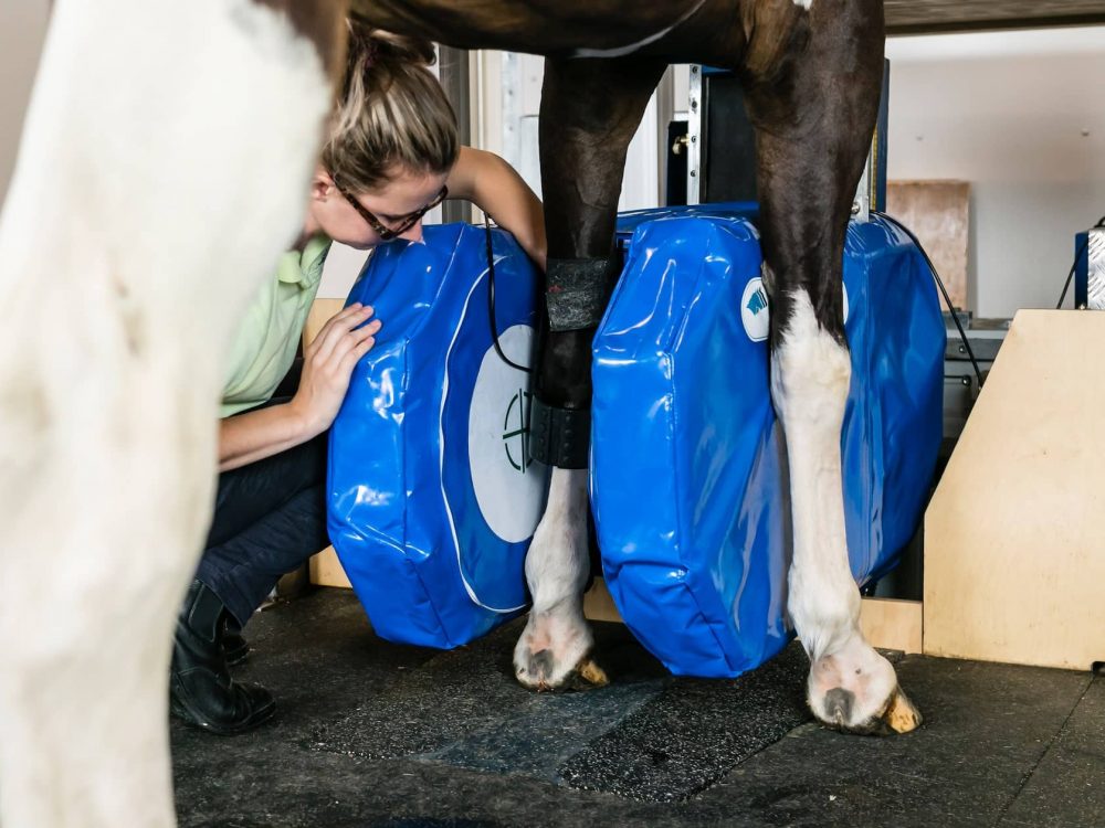 Equine MRI scanner. Show horse being scanned in Hallmarq specialist imaging scanner