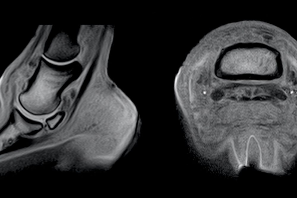 An equine MRI scan image of a joint