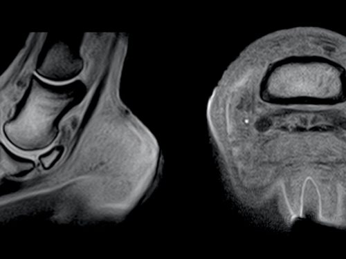 An equine MRI scan image of a joint