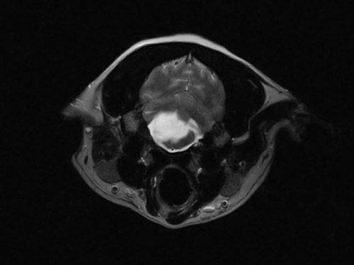 A cross sectional small animal MRI image