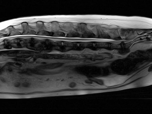 An animal MRI scan fo the spine