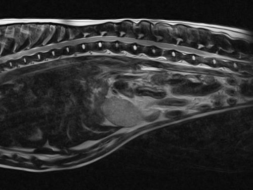 A small animal MRI scan