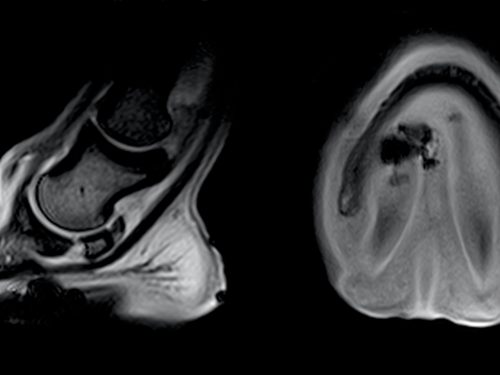 An Equine MRI scan