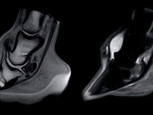An Equine MRI scan