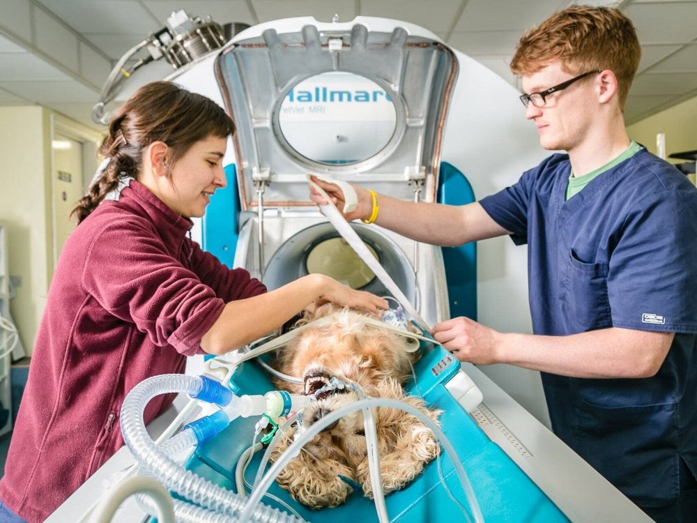 Dog being put into Hallmarq's Small Animal MRI scanner