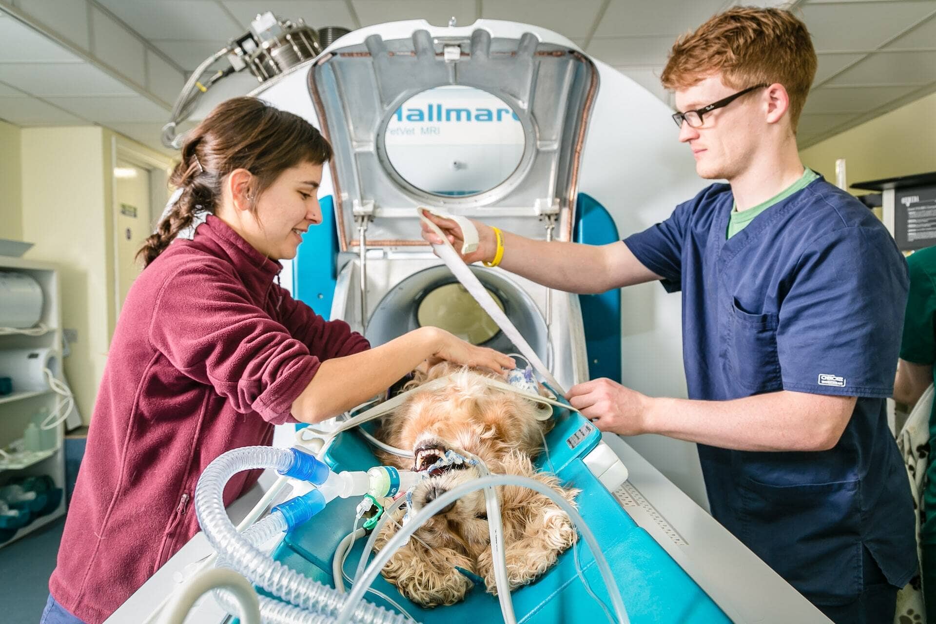 Dog being put into Hallmarq's Small Animal MRI scanner