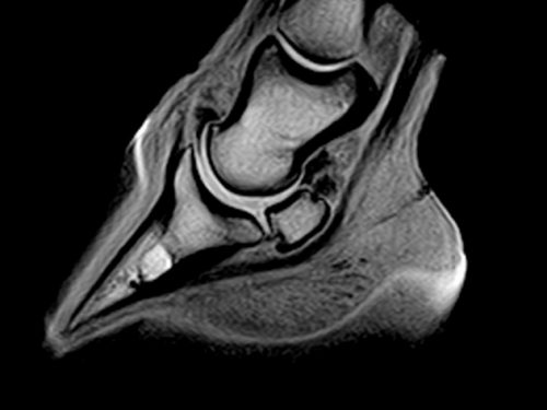 An Equine MRI scan