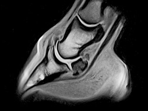 An Equine MRI scan image