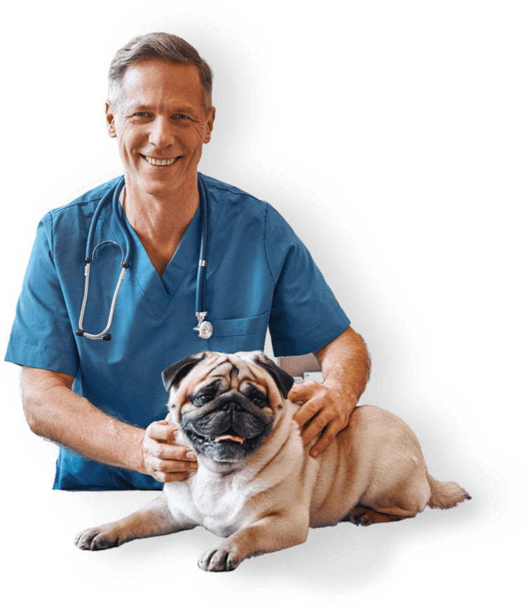 Veterinary surgeon with a canine patient
