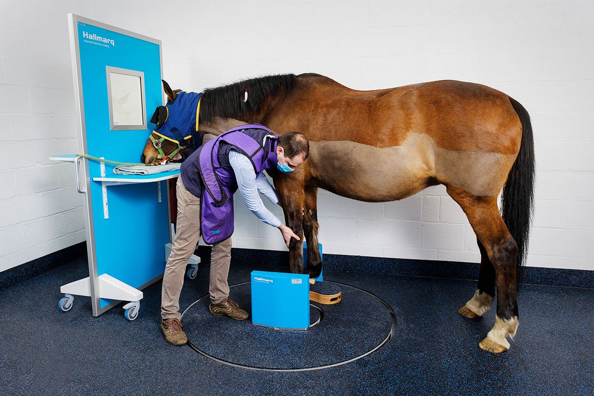 Foreign body at the white line - Hallmarq Veterinary Imaging