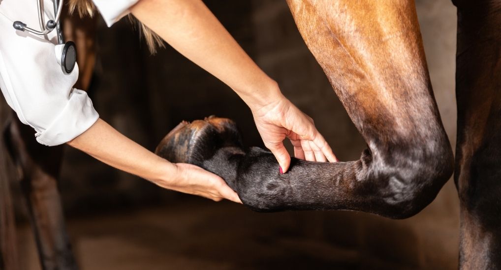 Most Common Distal Limb Injuries in Horses