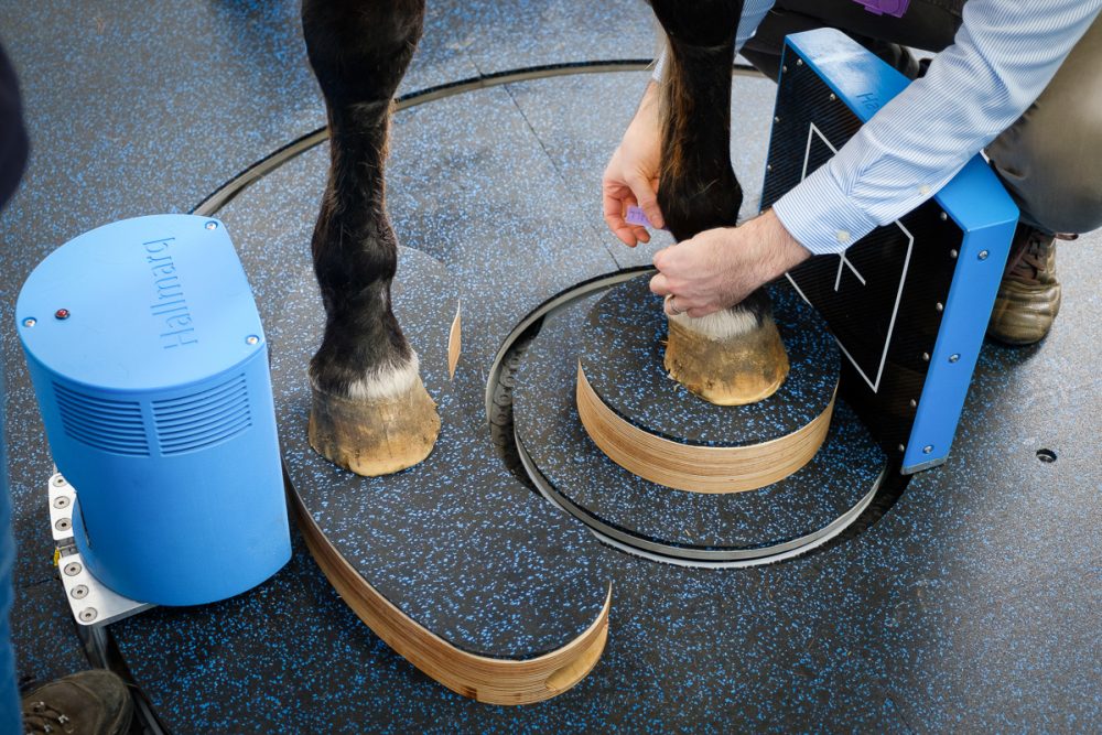 Standing CT Scanner for Horses | Hallmarq Veterinary Imaging