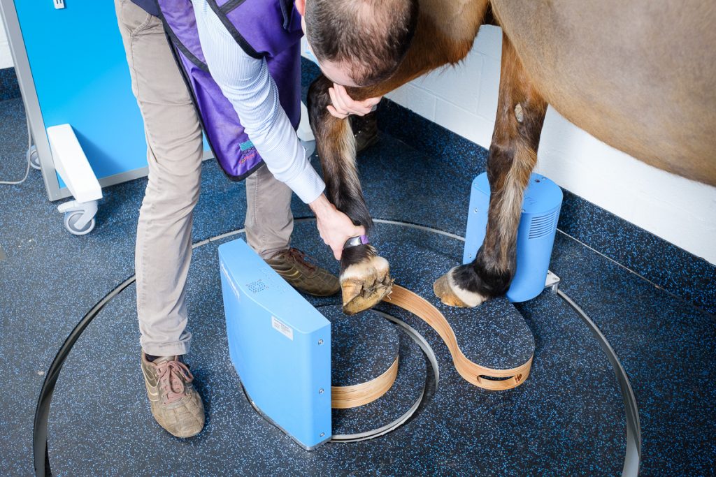 Standing CT Scanner for Horses | Hallmarq Veterinary Imaging