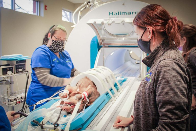 Small Animal MRI Machines Hallmarq Veterinary Imaging