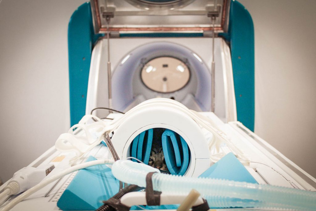 Small Animal MRI Machines Hallmarq Veterinary Imaging