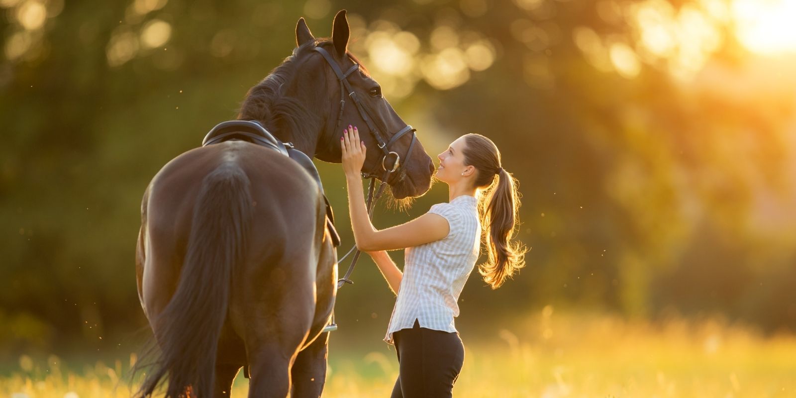 The Advantages of Standing MRI Scans for Horses