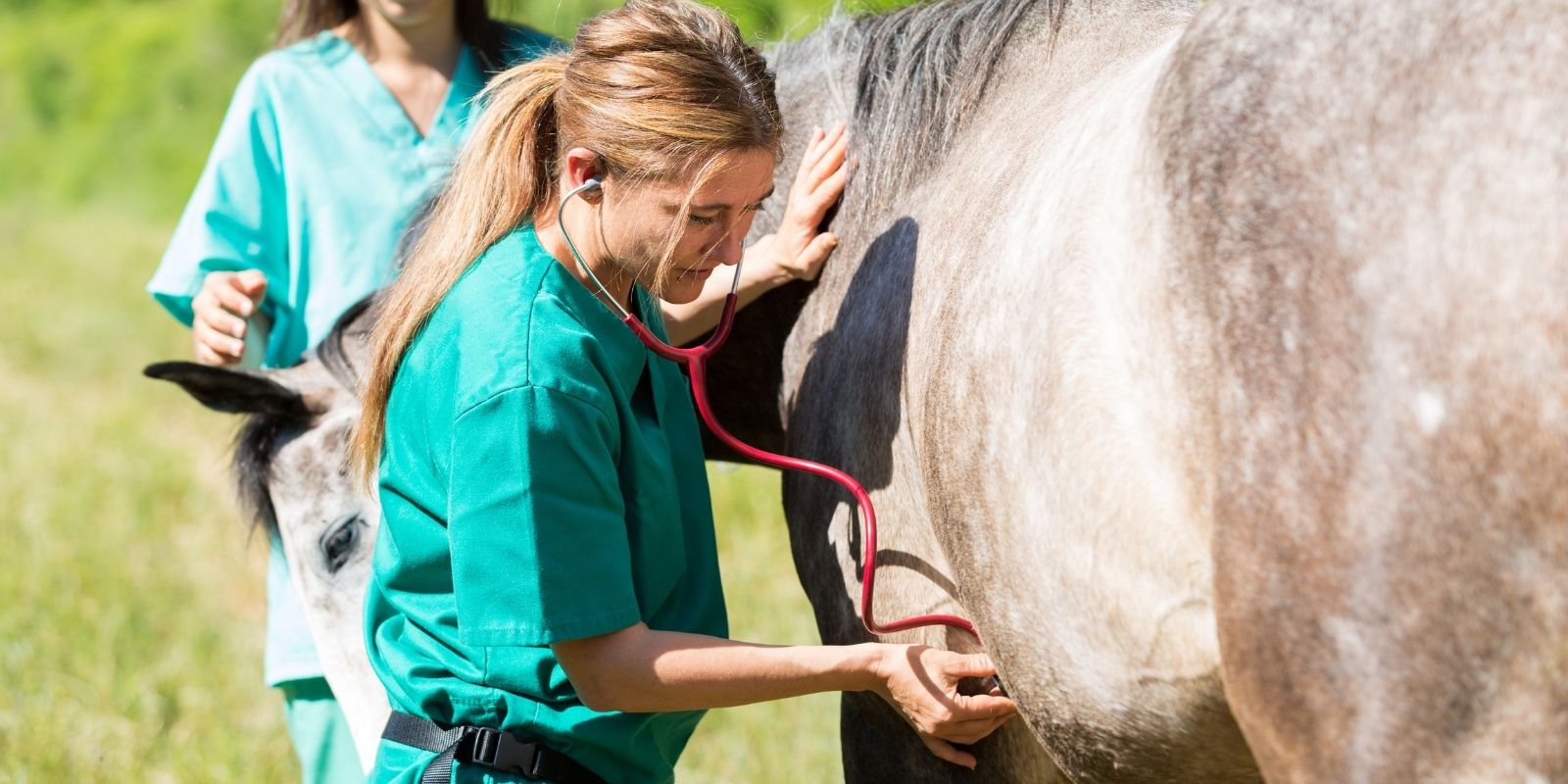 Are your clients prepared for an Equine Emergency?