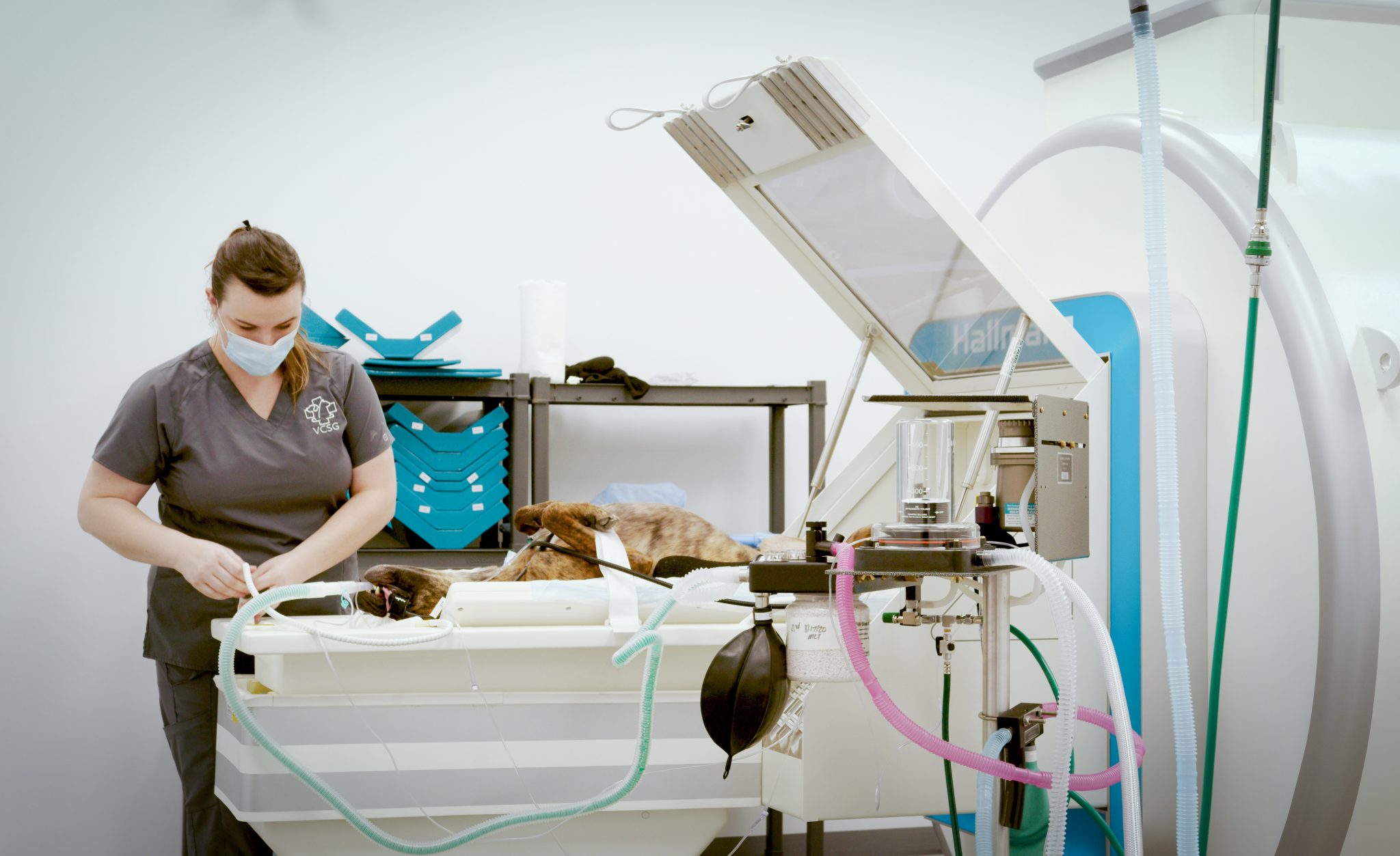 Veterinary Imaging Equipment Hallmarq Veterinary Imaging