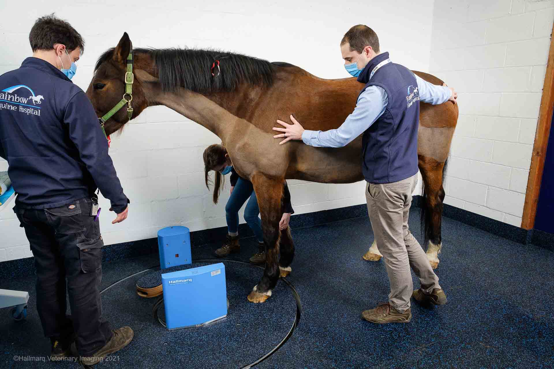 Standing Equine MRI for Horses Hallmarq Veterinary Imaging
