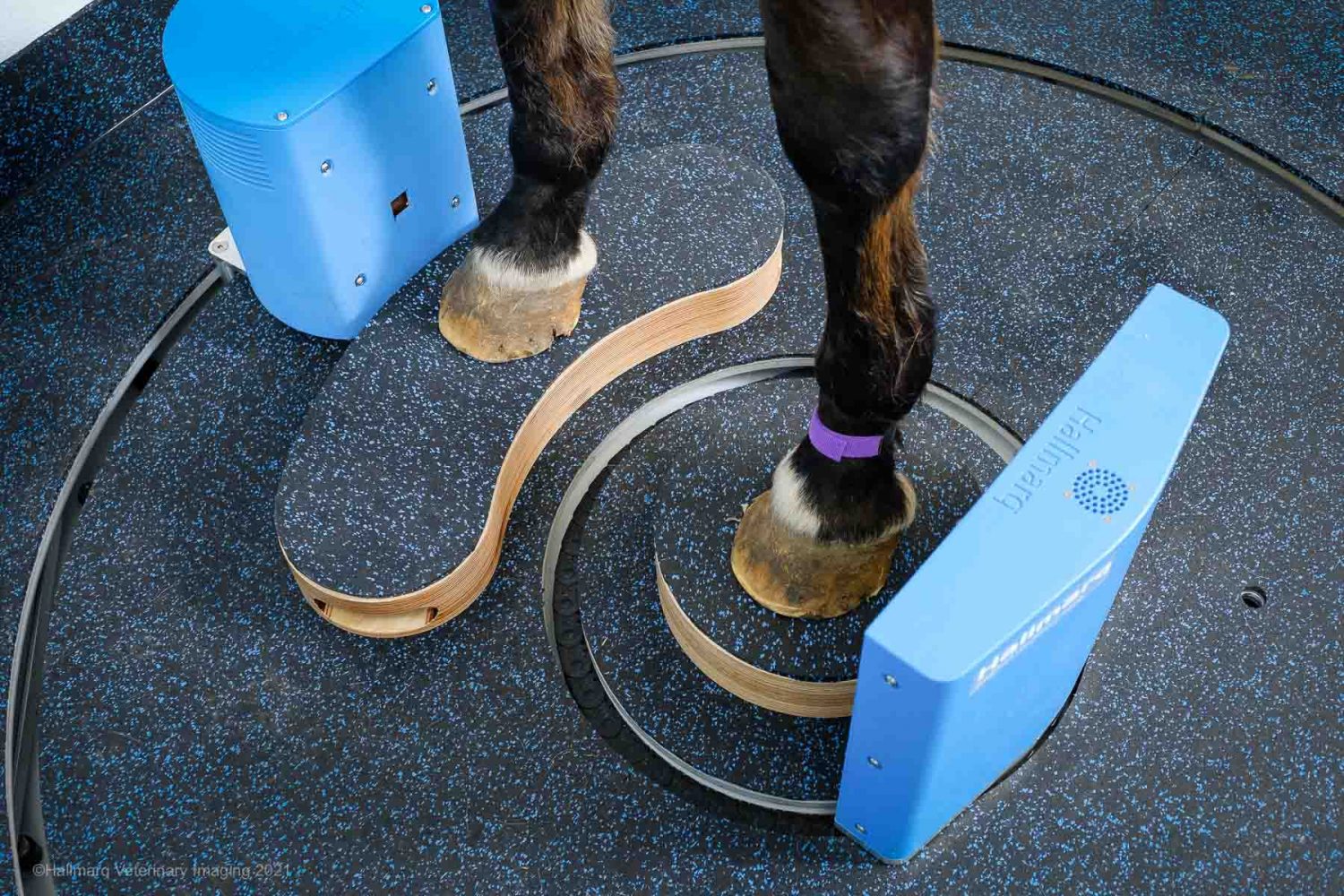 Why Standing leg CT for your Equine Veterinary Practice? - Hallmarq ...