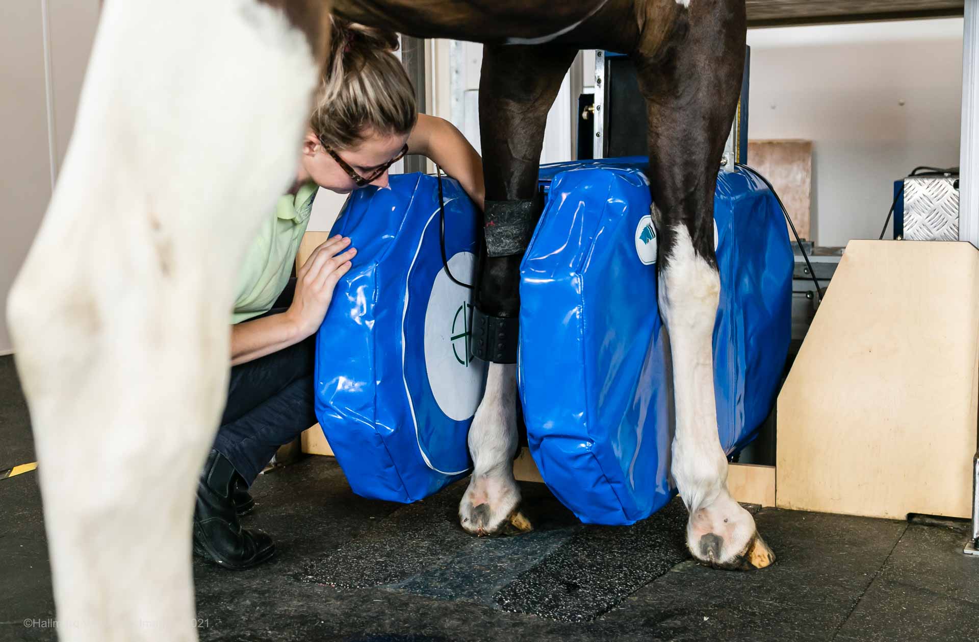 Standing Equine MRI for Horses Hallmarq Veterinary Imaging