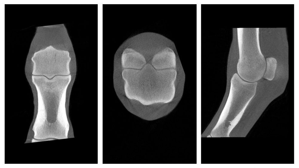 Most Common Distal Limb Injuries in Horses