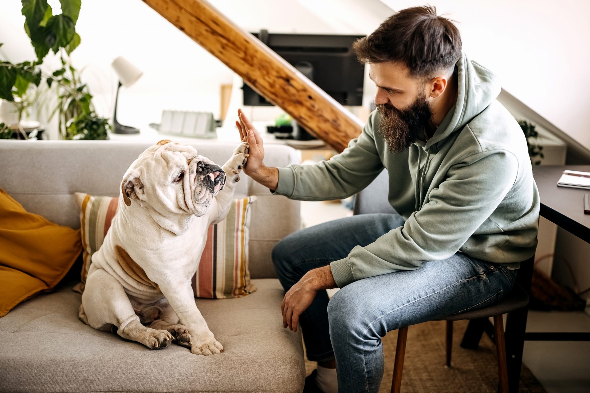 English Bulldog
