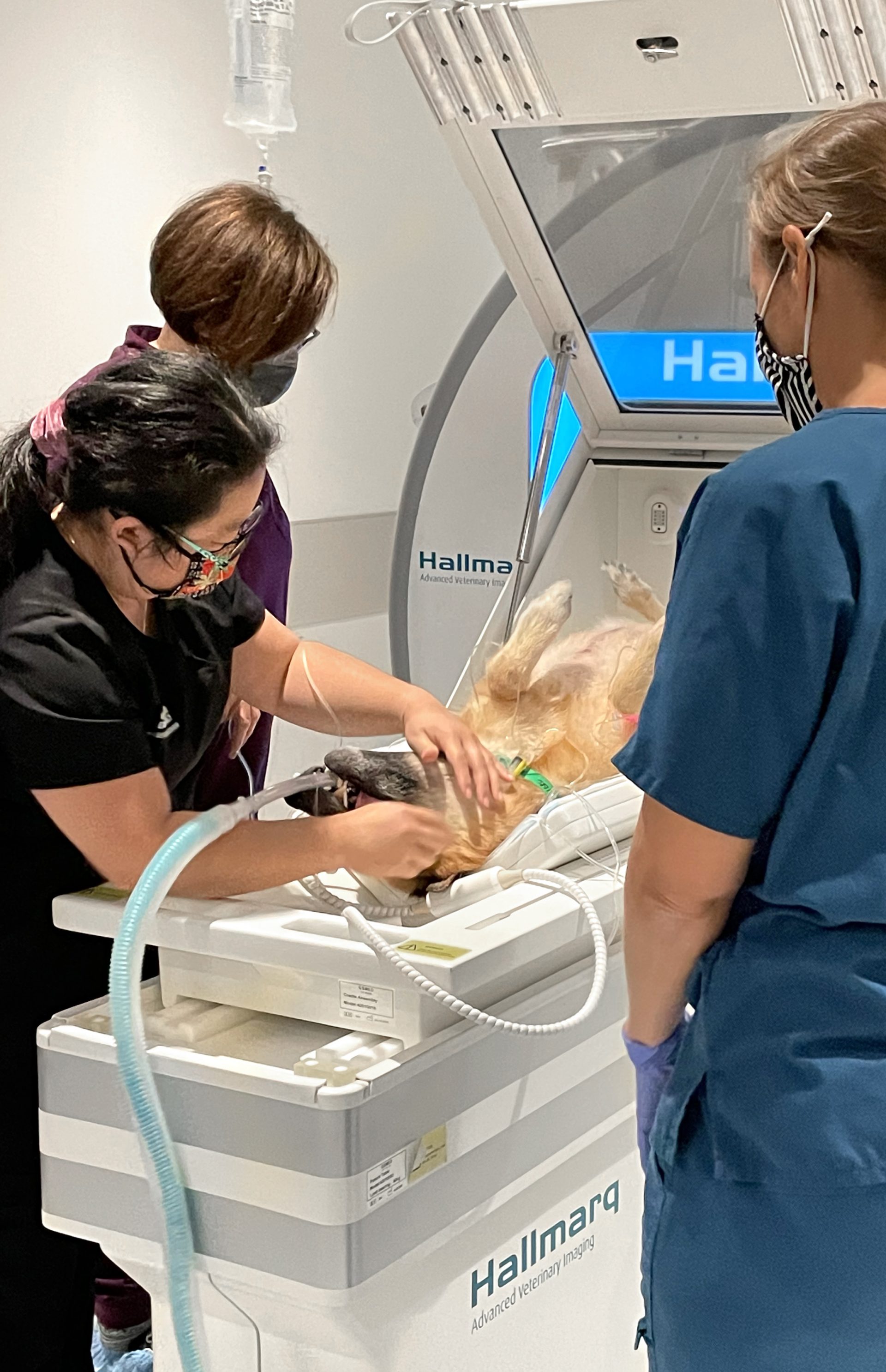 Hawaii’s first 1.5T small animal MRI installed at Veterinary Emergency + Referral Center