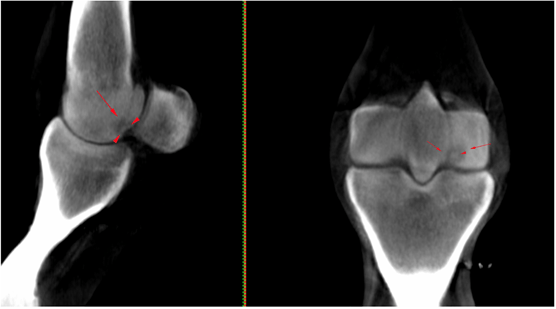 slCT Case Study TeleMed Vet