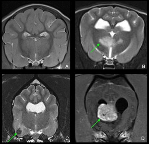 MRI brain scans of dogs with epilepsy 