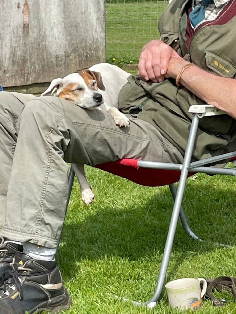 Hallmarq supports The Cinnamon Trust Hallmarq Veterinary Imaging