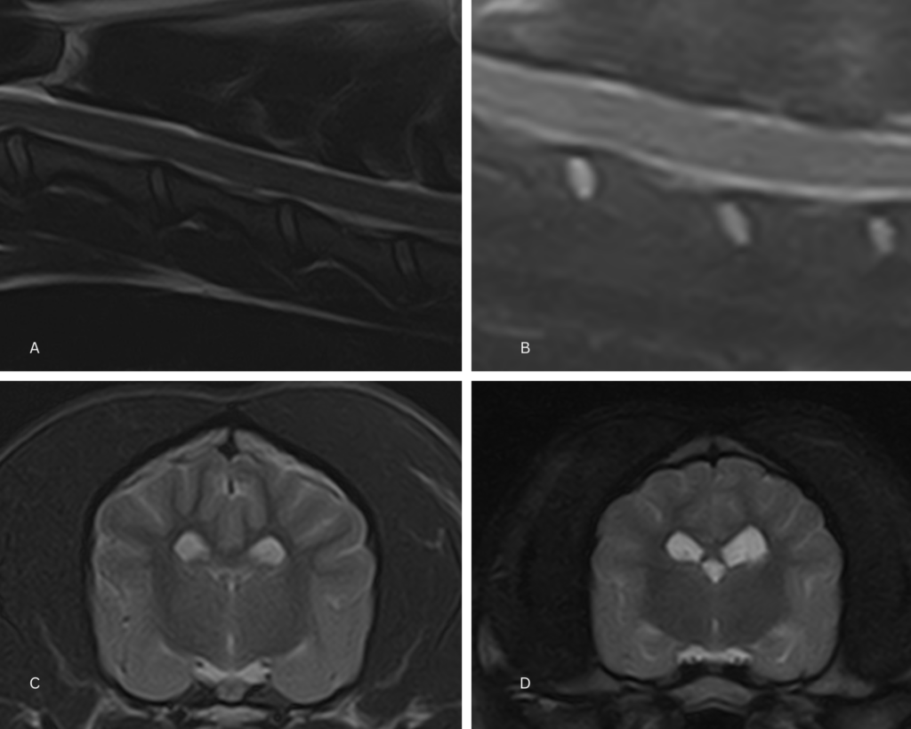 LowField vs HighField MRI what's the difference? Hallmarq