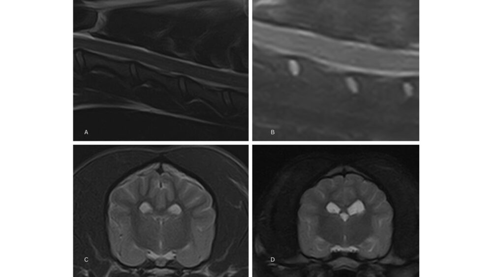 Low-Field Vs High-Field MRI: What's The Difference? - Hallmarq ...