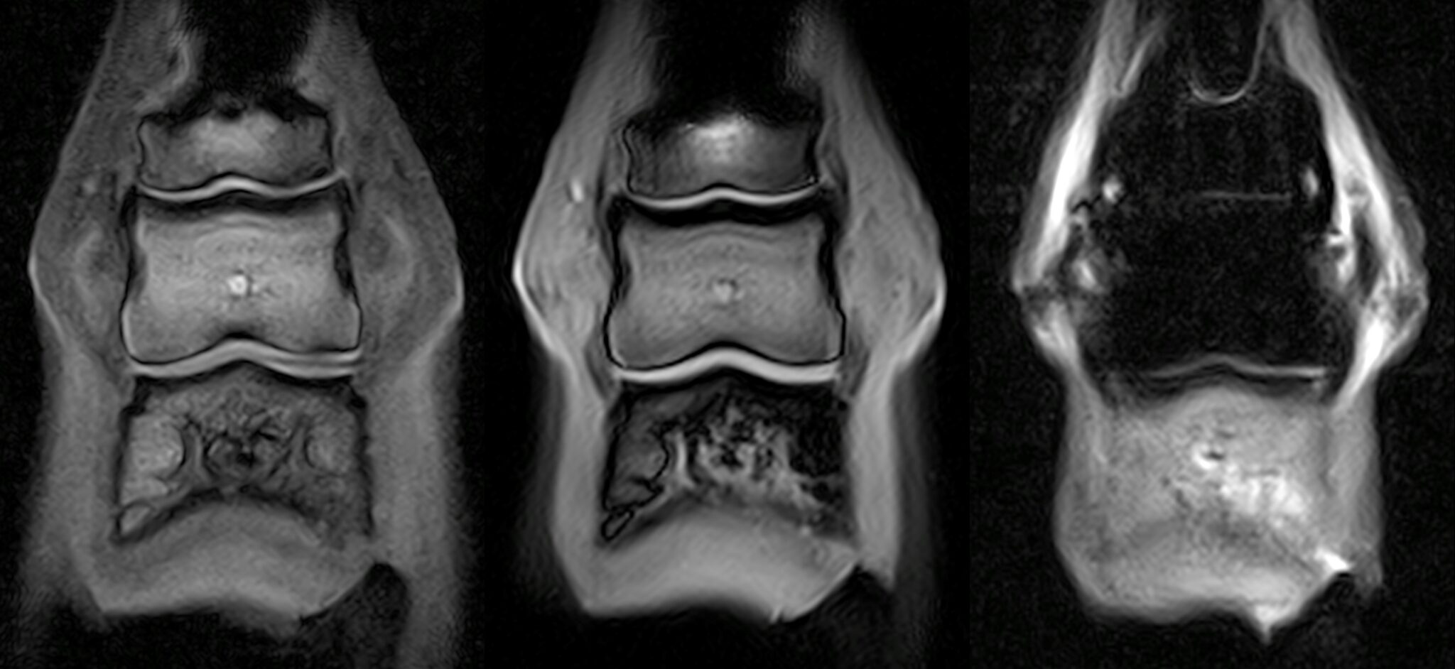 Septic pedal bone osteitis Hallmarq Veterinary Imaging