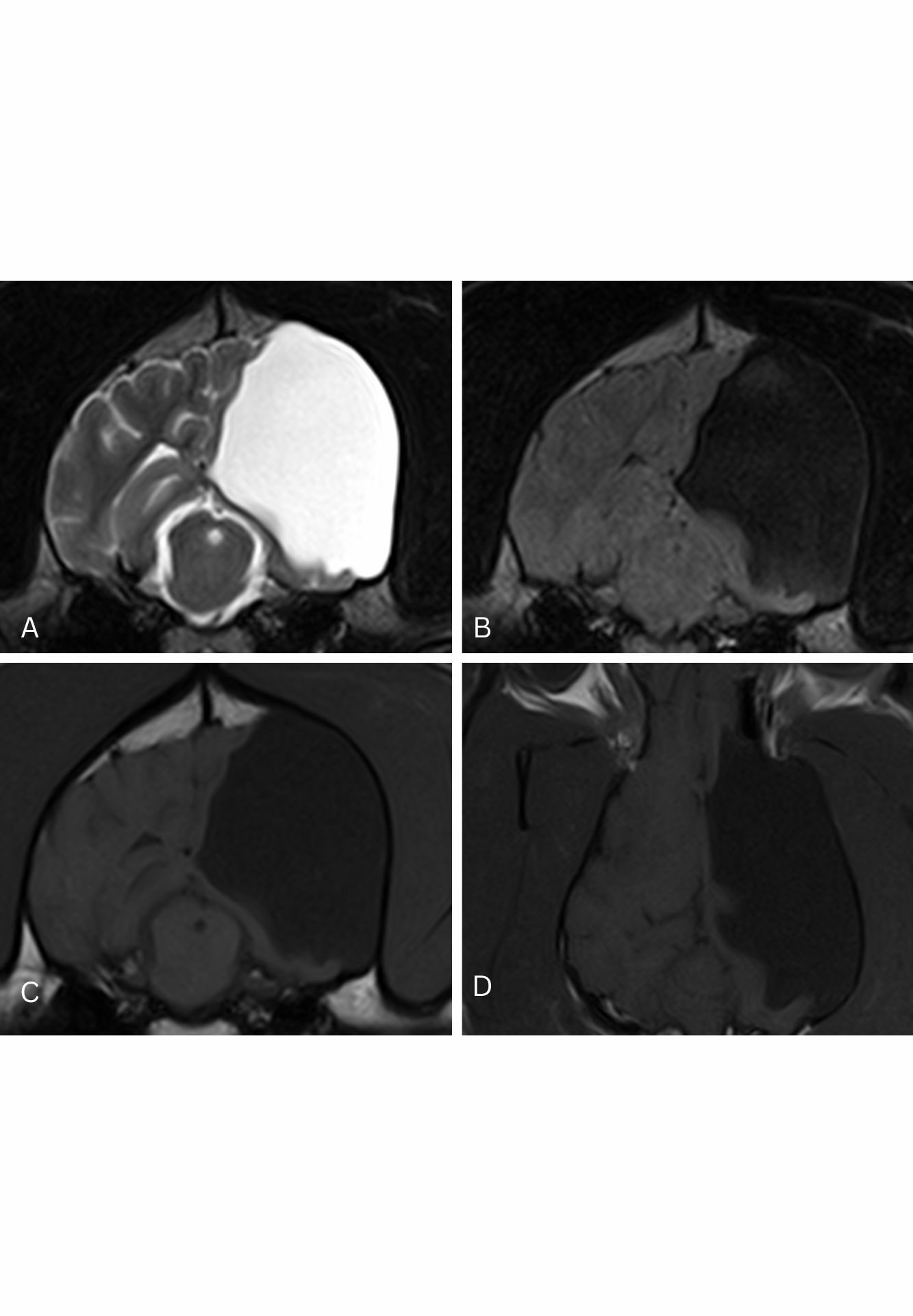 Canine hydranencephaly