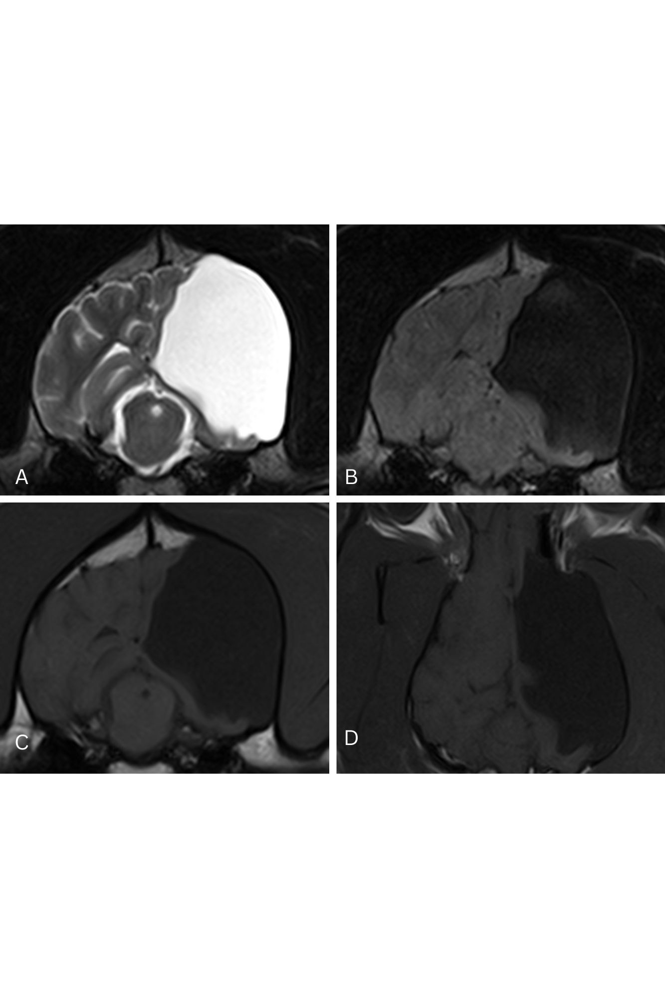 Canine hydranencephaly