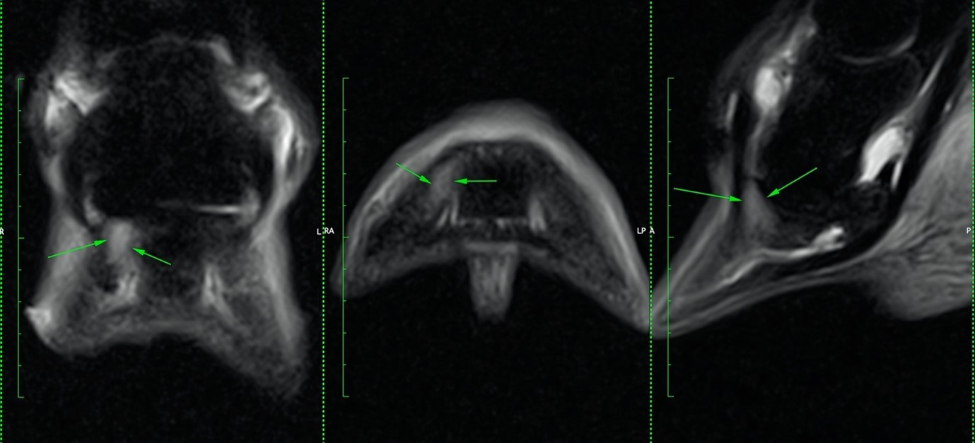 Dick Vet Combi Scan Study