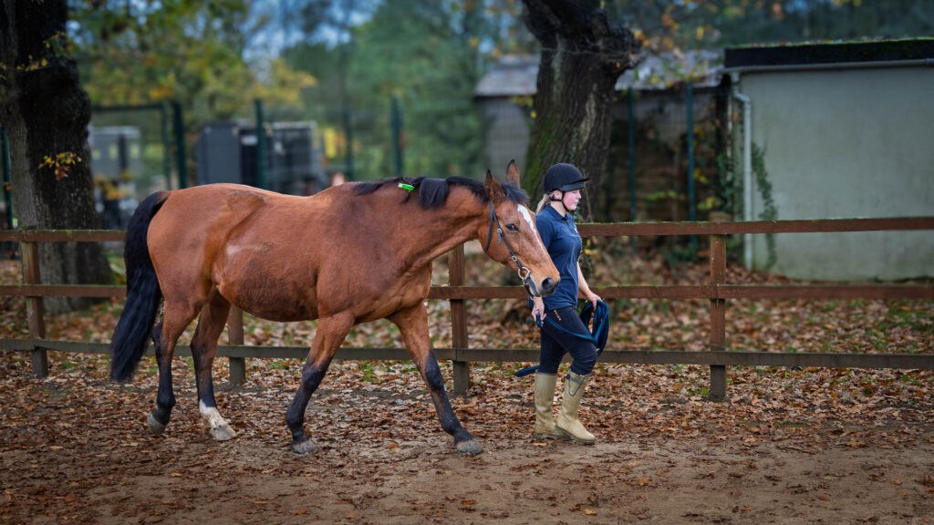 Watching the horse in motion provides valuable insights when assessing for lameness.
