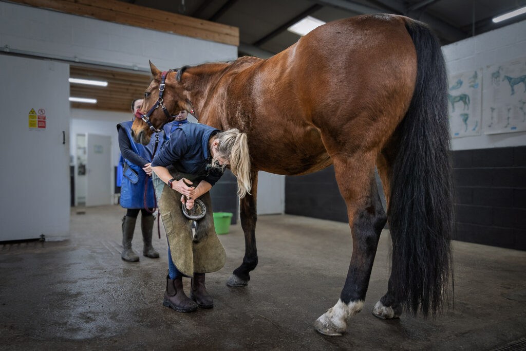 From block to image to treatment: a step-by-step guide to equine lameness diagnosis