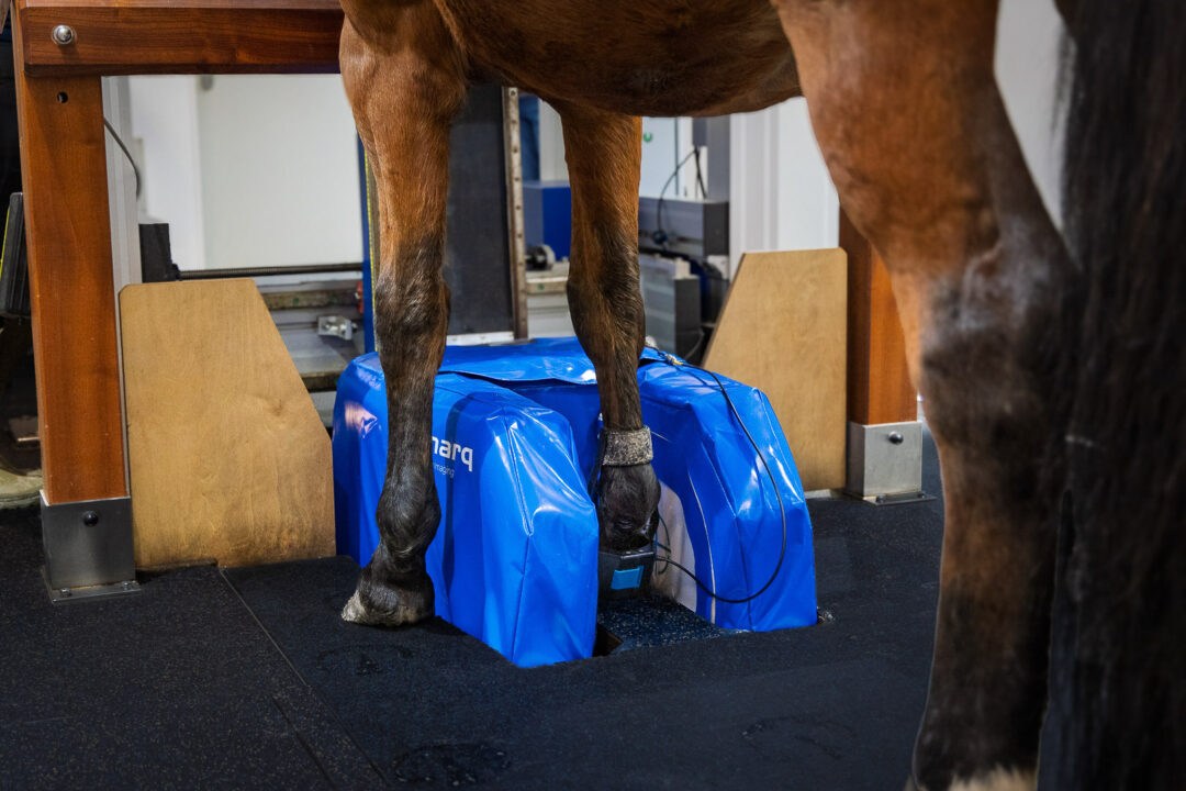 Standing Equine MRI